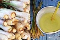 Meracik Obat Nyamuk Alami